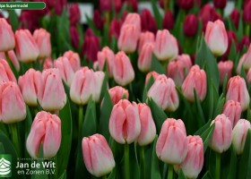 Tulipa Supermodel (3)